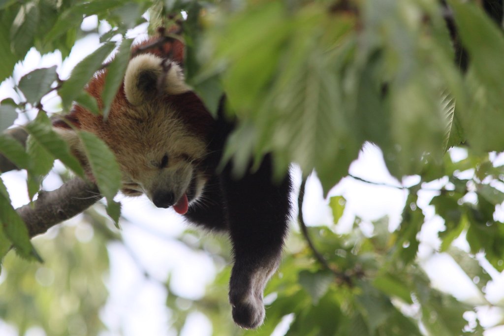 IMG_1308.JPG - Red panda  http://en.wikipedia.org/wiki/Red_panda 