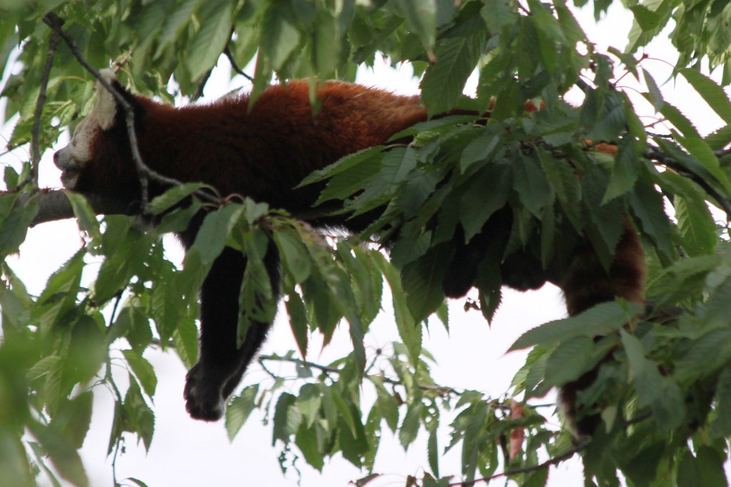 IMG_1317.JPG - Red panda  http://en.wikipedia.org/wiki/Red_panda 