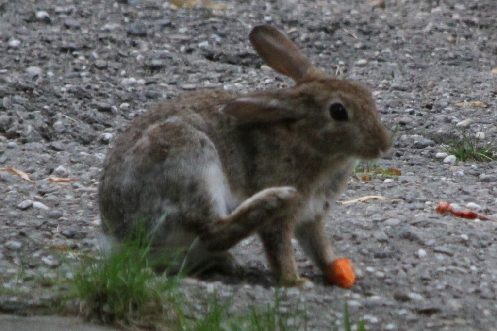 IMG_1339.JPG - Rabbit  http://en.wikipedia.org/wiki/Rabbit  stealing Hippo  http://en.wikipedia.org/wiki/Hippopotamus  Tana's feed