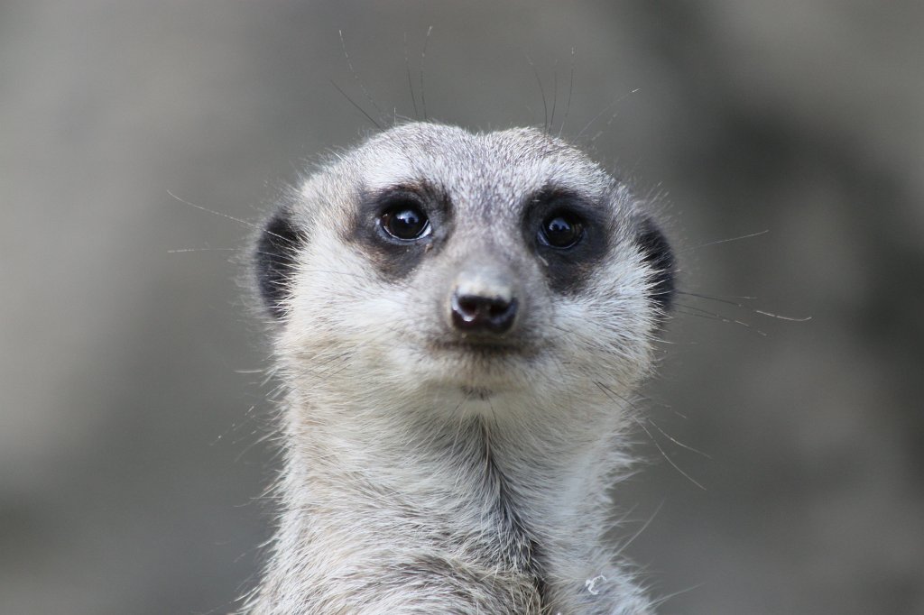 IMG_1361.JPG - Meerkat  http://en.wikipedia.org/wiki/Meerkat 