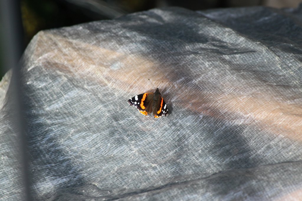 IMG_1486.JPG - Butterfly  http://en.wikipedia.org/wiki/Lepidoptera 