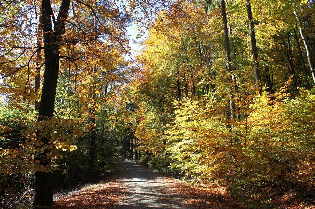 IMG_1540.JPG - Colourful leaves