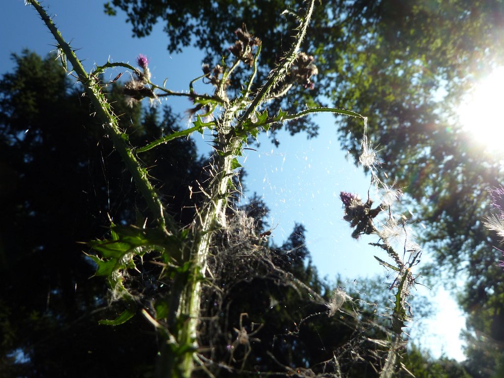 P1080813.JPG - Thorns & web
