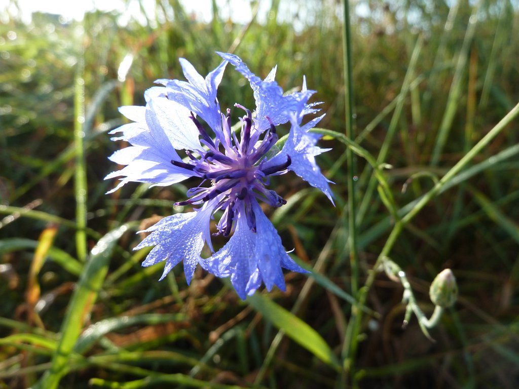 P1080829.JPG - Cornflower  http://en.wikipedia.org/wiki/Cornflower 