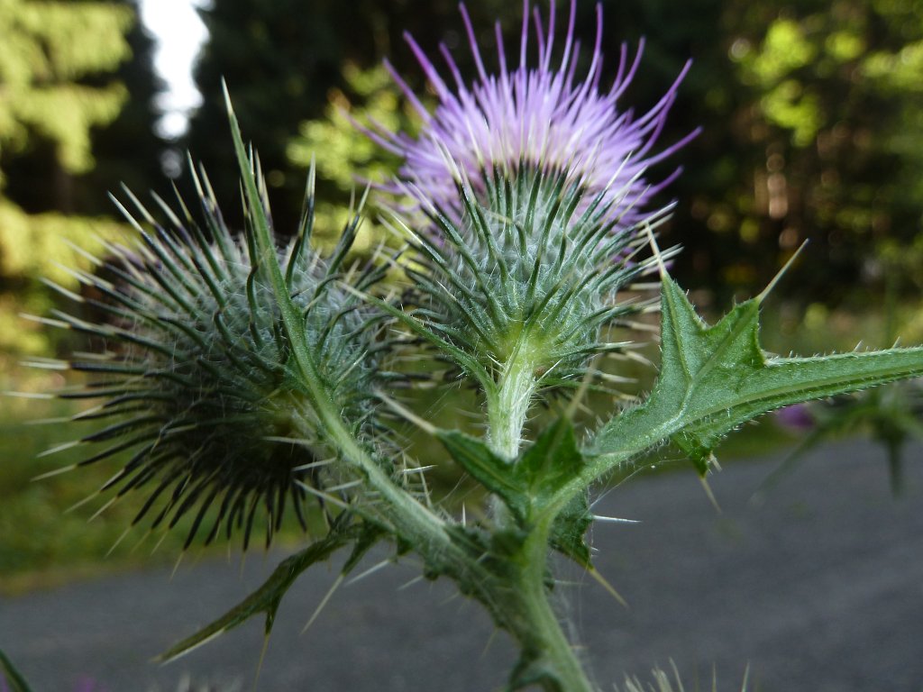 P1080842.JPG - Prickly flower