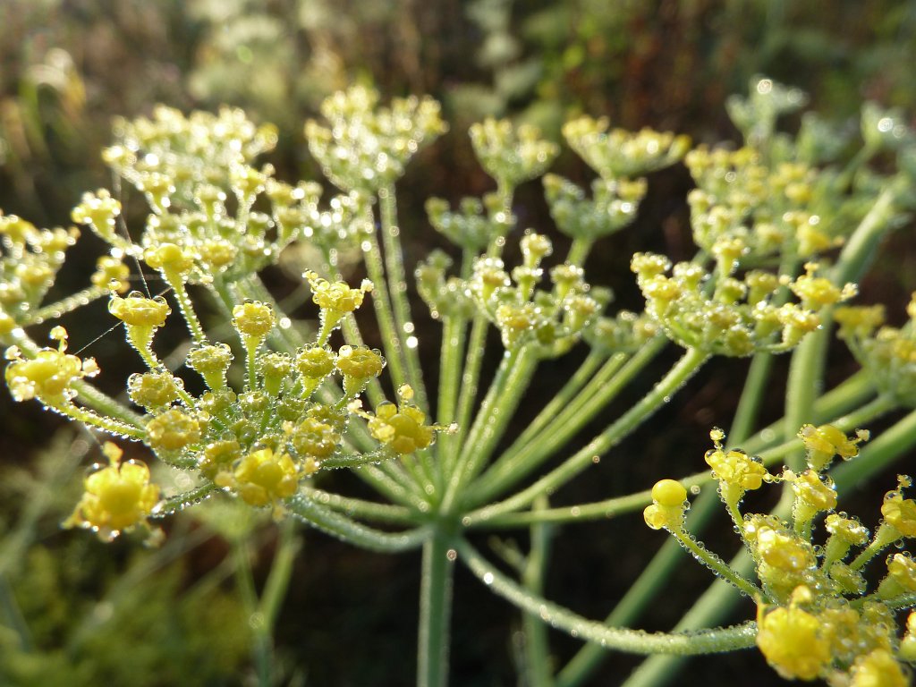 P1080911.JPG - Dew on flower