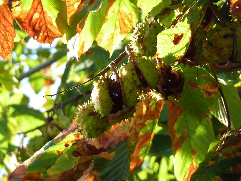 P1080954.JPG - Aesculus  http://en.wikipedia.org/wiki/Aesculus 