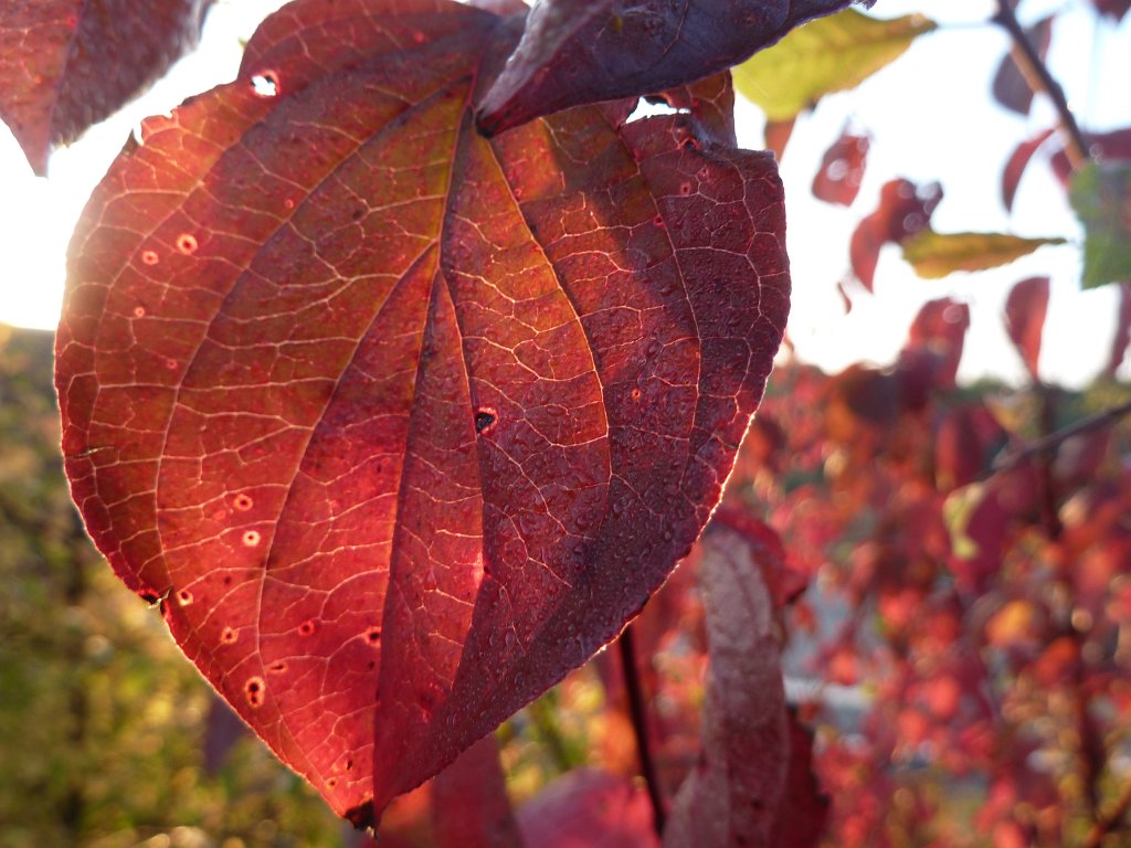 P1090131.JPG - Read Leaf