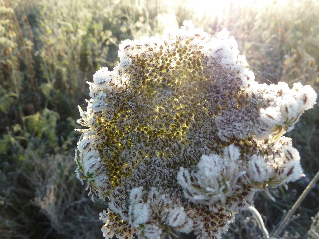 P1090194.JPG - Frozen flower in the morning