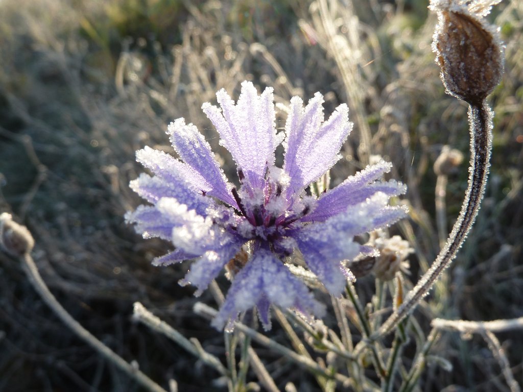 P1090203.JPG - Frozen corn flower
