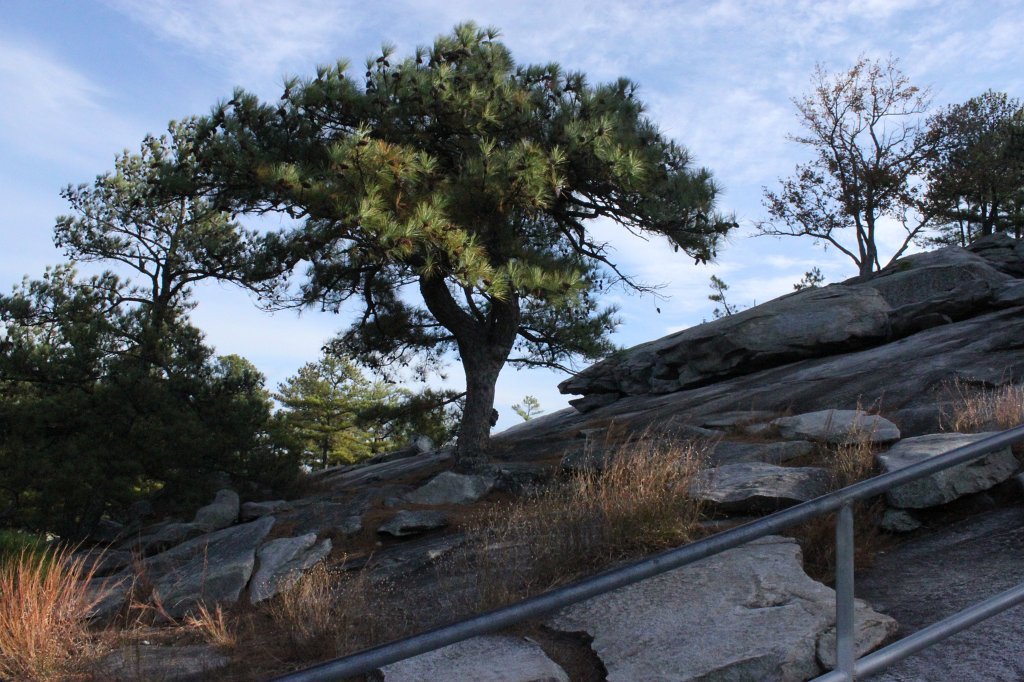 IMG_1722.JPG - Tree on stone mountain  http://en.wikipedia.org/wiki/Stone_Mountain 