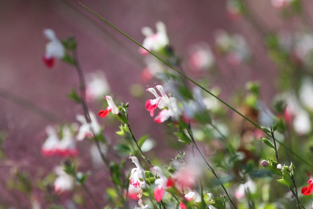 IMG_2168.JPG - Flowers