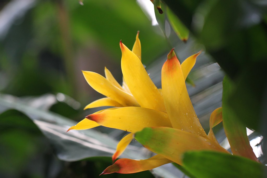 IMG_2188.JPG - Tropical flowers in Atlanta's botanical garden  http://en.wikipedia.org/wiki/Atlanta_Botanical_Garden 