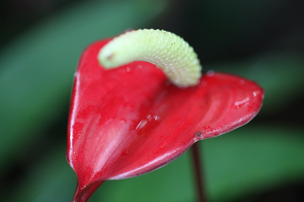 IMG_2193.JPG - Tropical flowers in Atlanta's botanical garden  http://en.wikipedia.org/wiki/Atlanta_Botanical_Garden 
