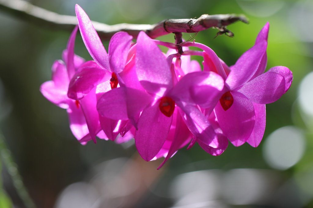 IMG_2221.JPG - Orchids in Atlanta's botanical garden  http://en.wikipedia.org/wiki/Atlanta_Botanical_Garden 