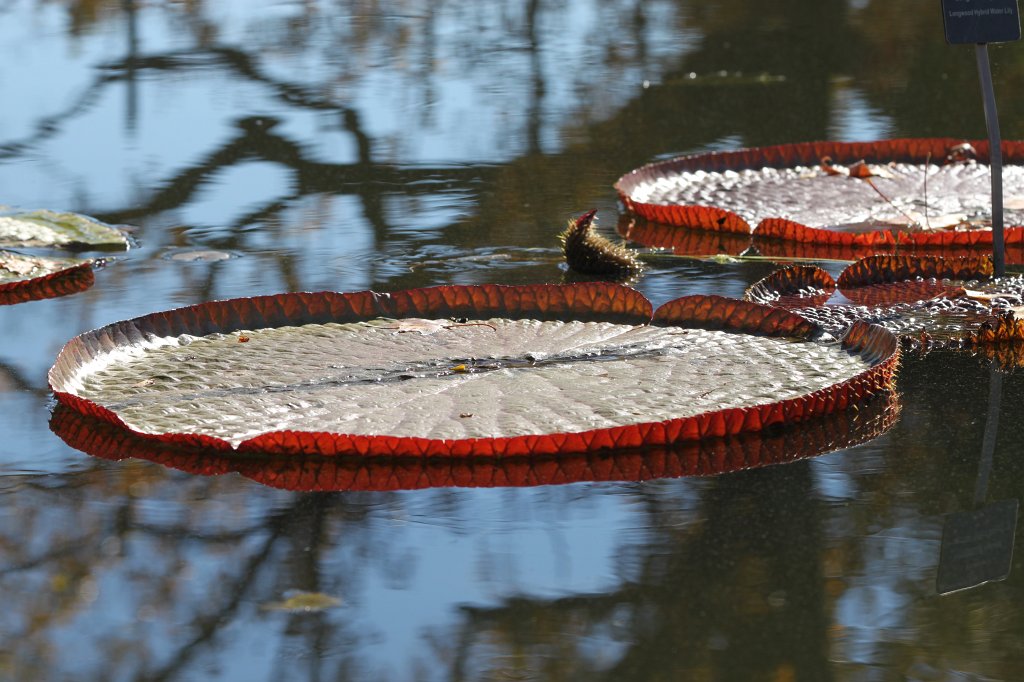 IMG_2239.JPG - Longwood hybrid water lily