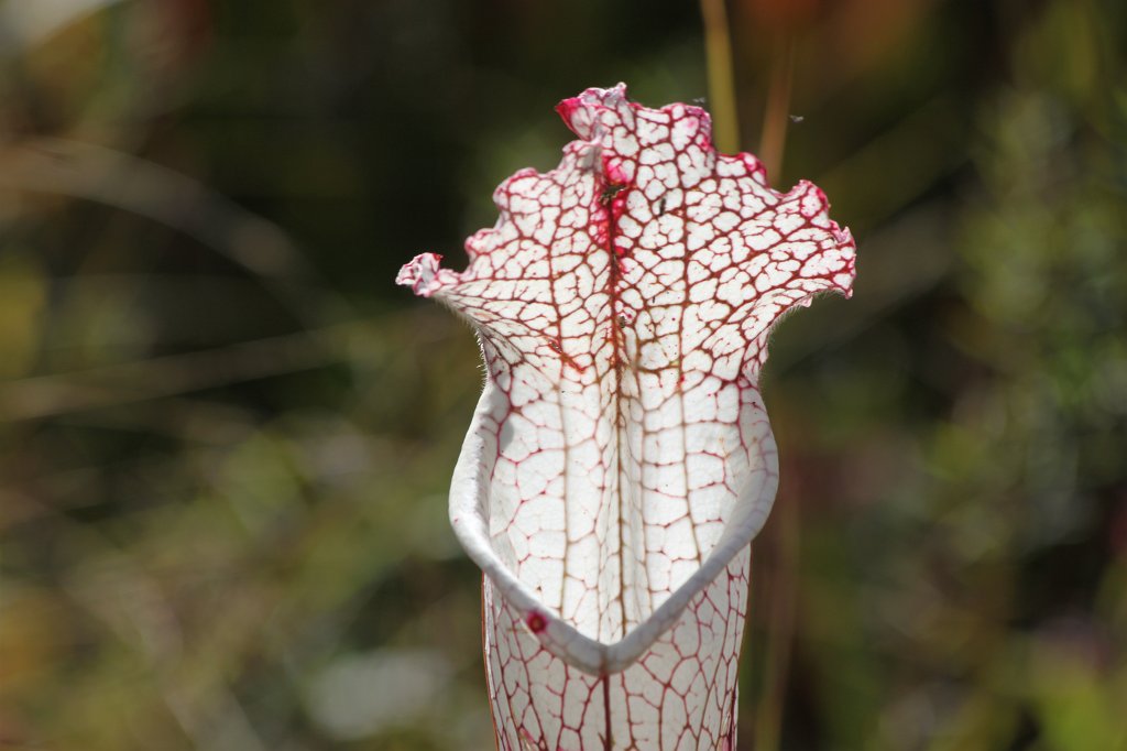 IMG_2245.JPG - Nepenthes  http://en.wikipedia.org/wiki/Nepenthes 