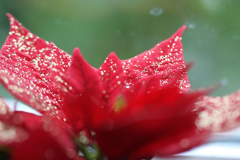 IMG_2651.JPG - Decorated Christmas Star