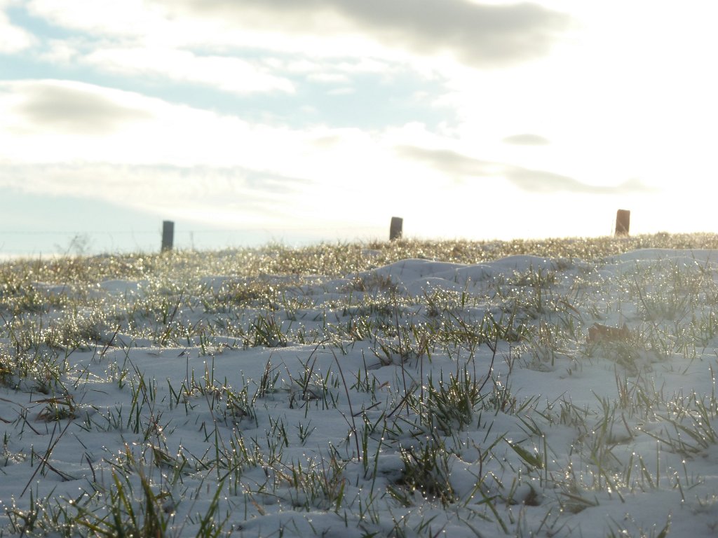 P1090341.JPG - Dew drops on green grass showing through the snow