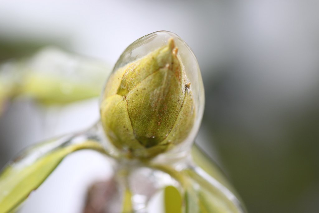 IMG_2926.JPG - Frozen bud