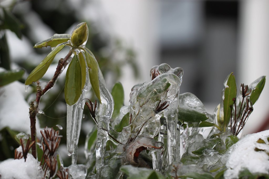IMG_2936.JPG - Icicled shrub