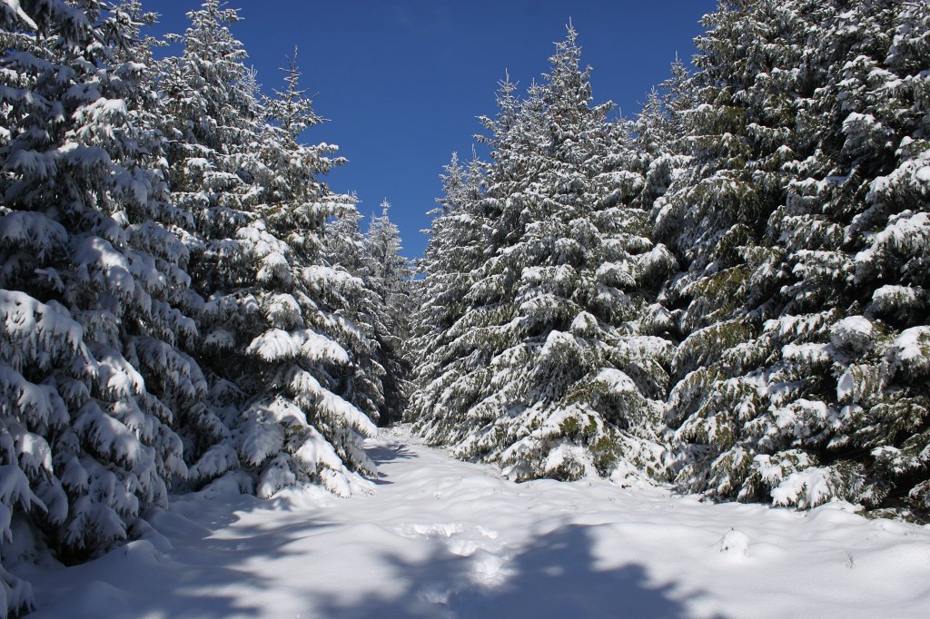IMG_2991.JPG - Sunday afternoon walk through the snow covered forest
