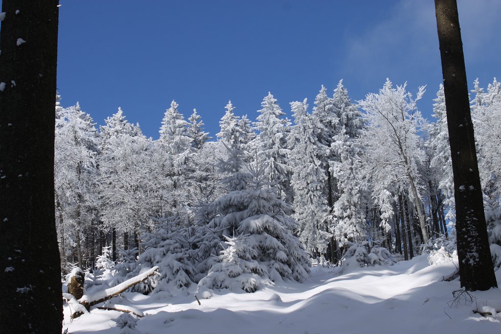 IMG_2998.JPG - White forest