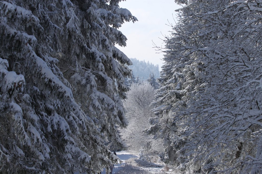 IMG_3012.JPG - White path through the forest