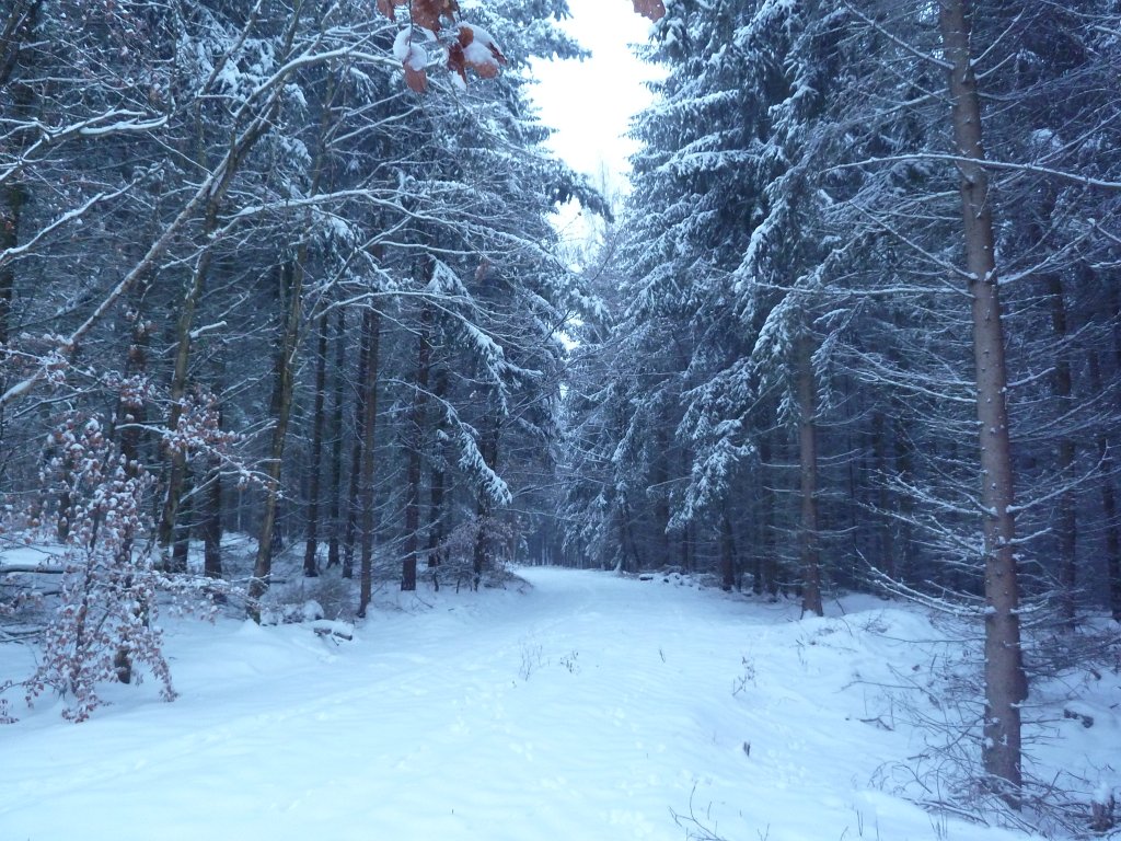 P1090445.JPG - Snow in the forest