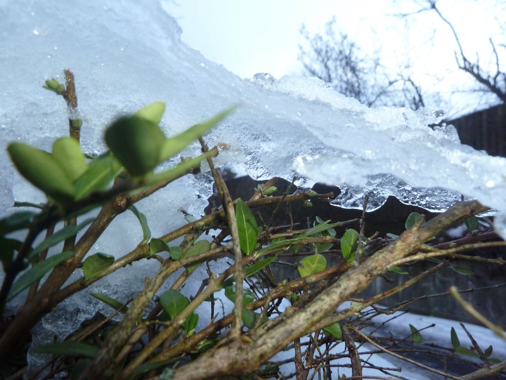 P1090583.JPG - Ice covering strub