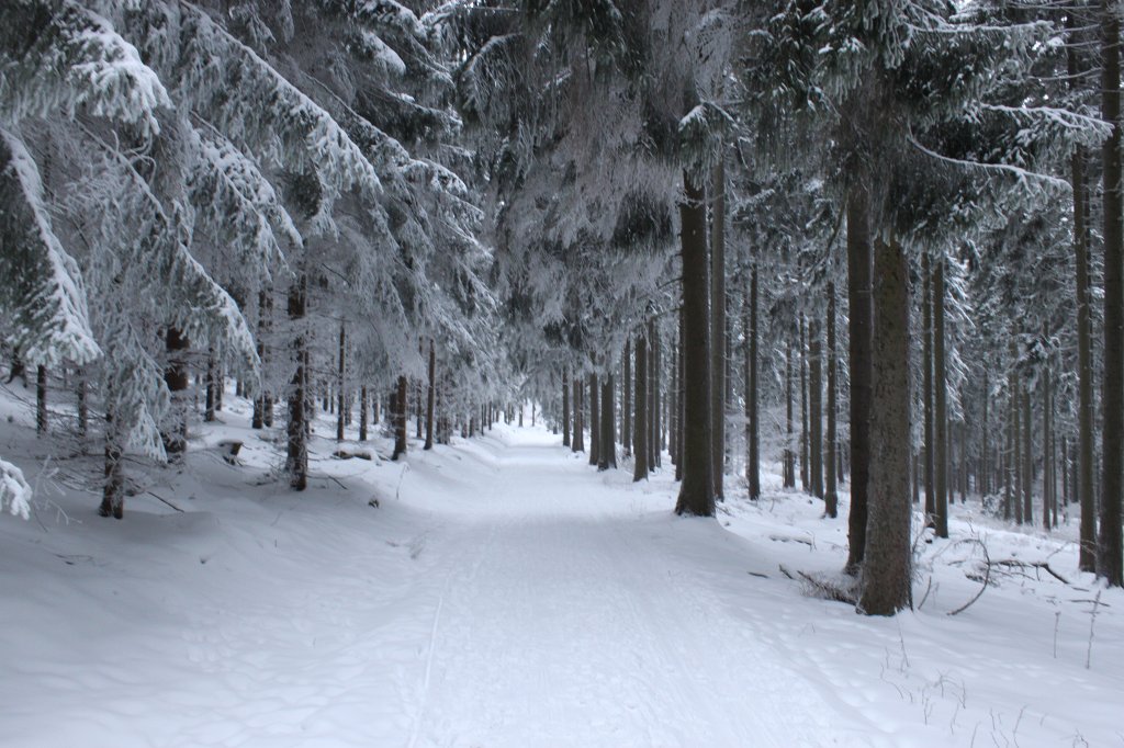 IMG_3054.JPG - Snow covered forest path