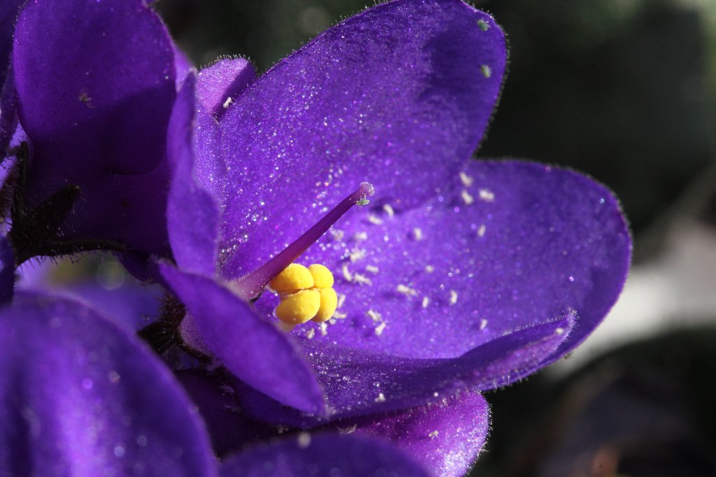 IMG_3076.JPG - Flower in the sun