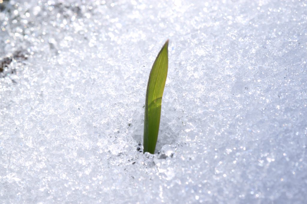 IMG_3079.JPG - Green breakthrough