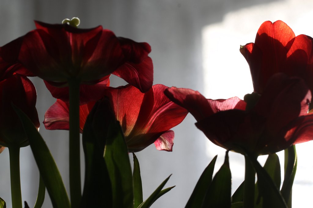 IMG_3223.JPG - Tulips in the sun  http://en.wikipedia.org/wiki/Tulip 