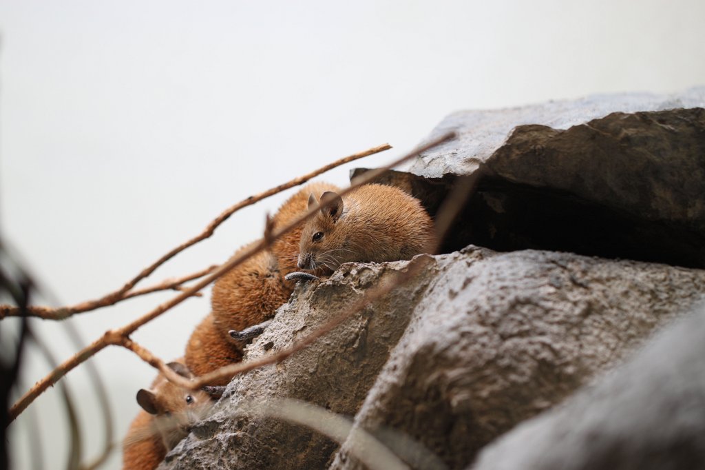 IMG_3308.JPG - Golden spiny mouse