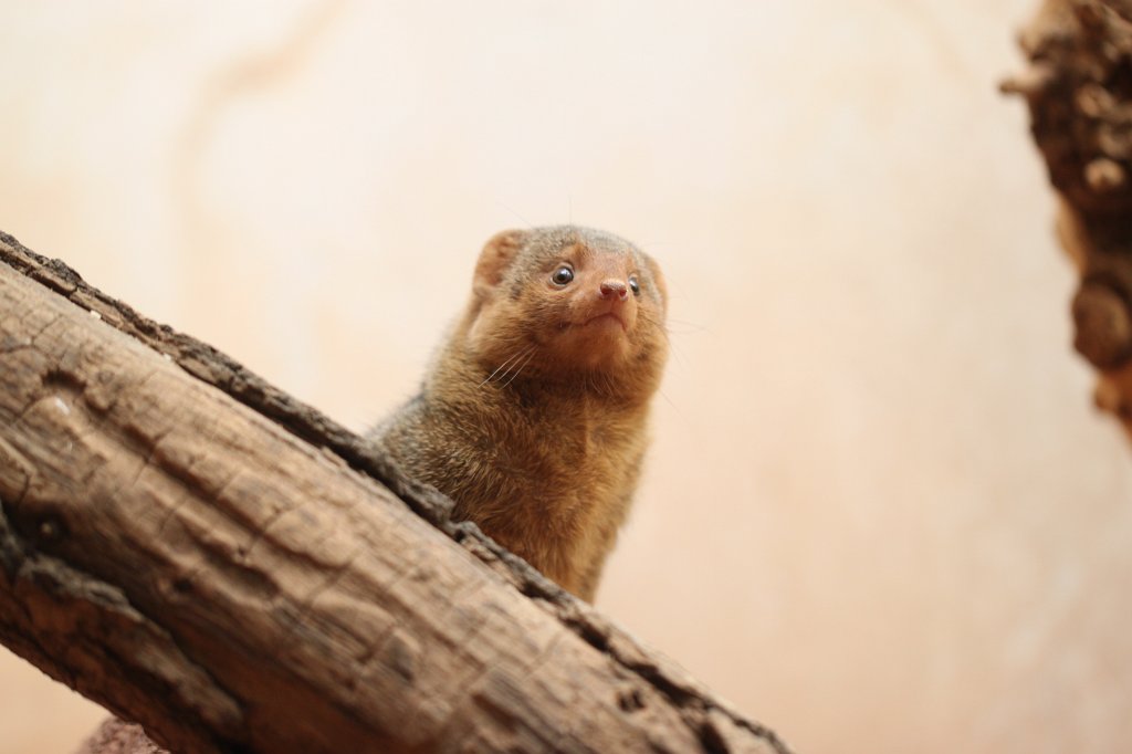 IMG_3310.JPG - Dwarf mongoos  http://en.wikipedia.org/wiki/Common_dwarf_mongoose 