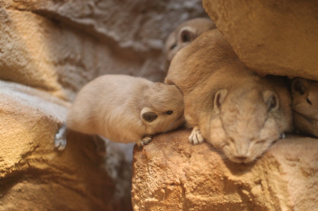 IMG_3326.JPG - Gundi  http://en.wikipedia.org/wiki/Common_gundi 