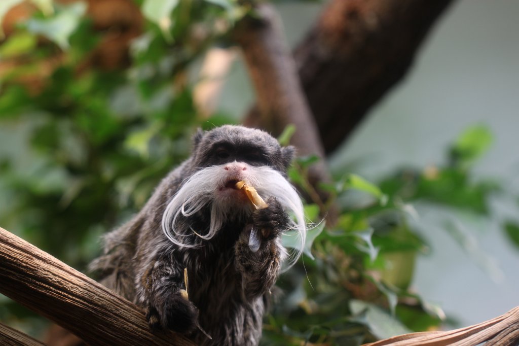 IMG_3347.JPG - Emperor tamarin  http://en.wikipedia.org/wiki/Emperor_tamarin 