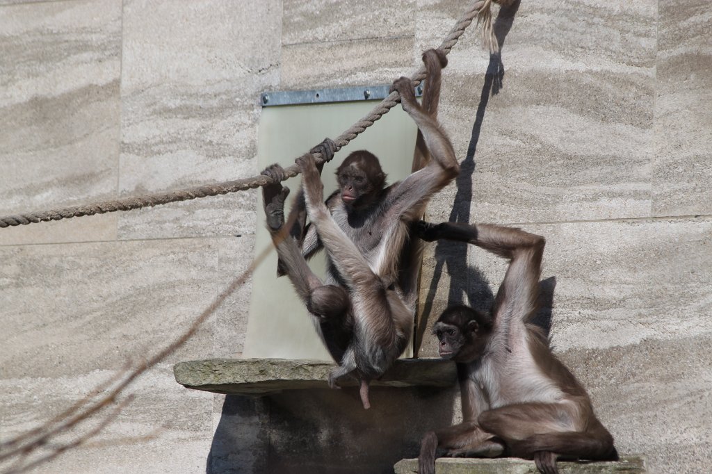 IMG_3380.JPG - Brown spider monkey  http://en.wikipedia.org/wiki/Brown_spider_monkey 