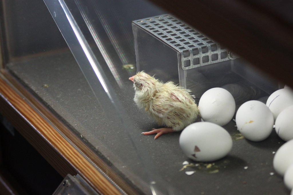 IMG_3386.JPG - Birth of a bird