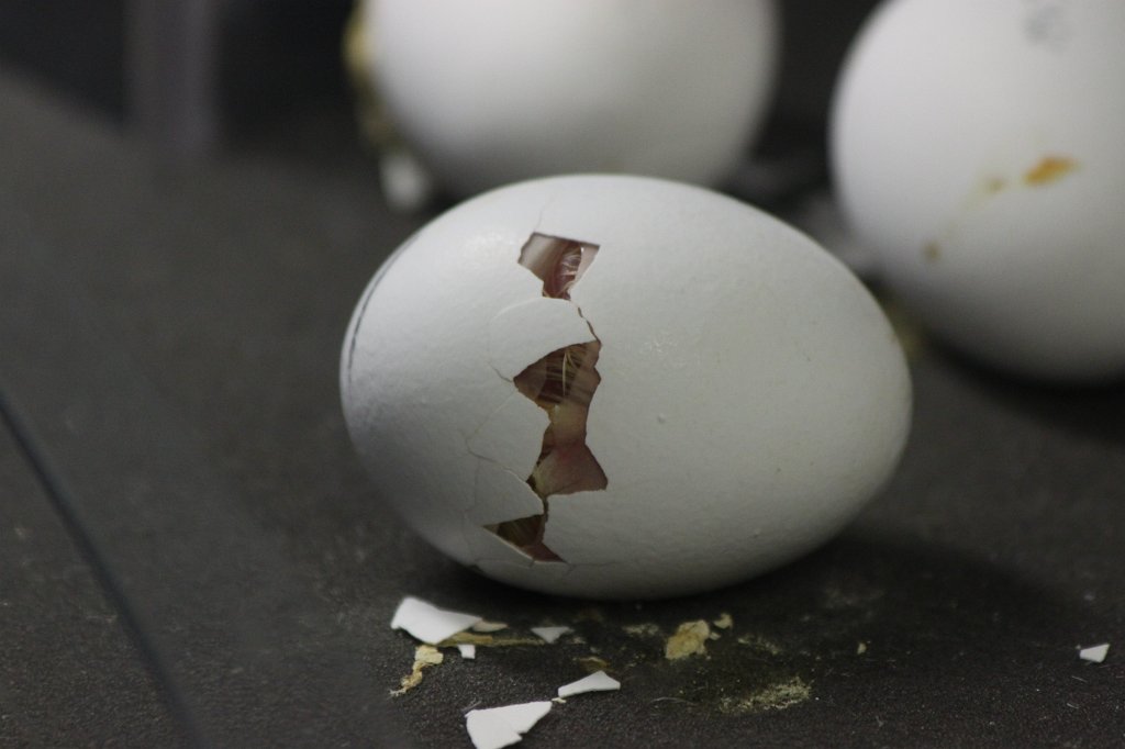 IMG_3401.JPG - Birth of a bird