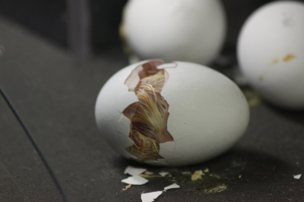 IMG_3405.JPG - Birth of a bird