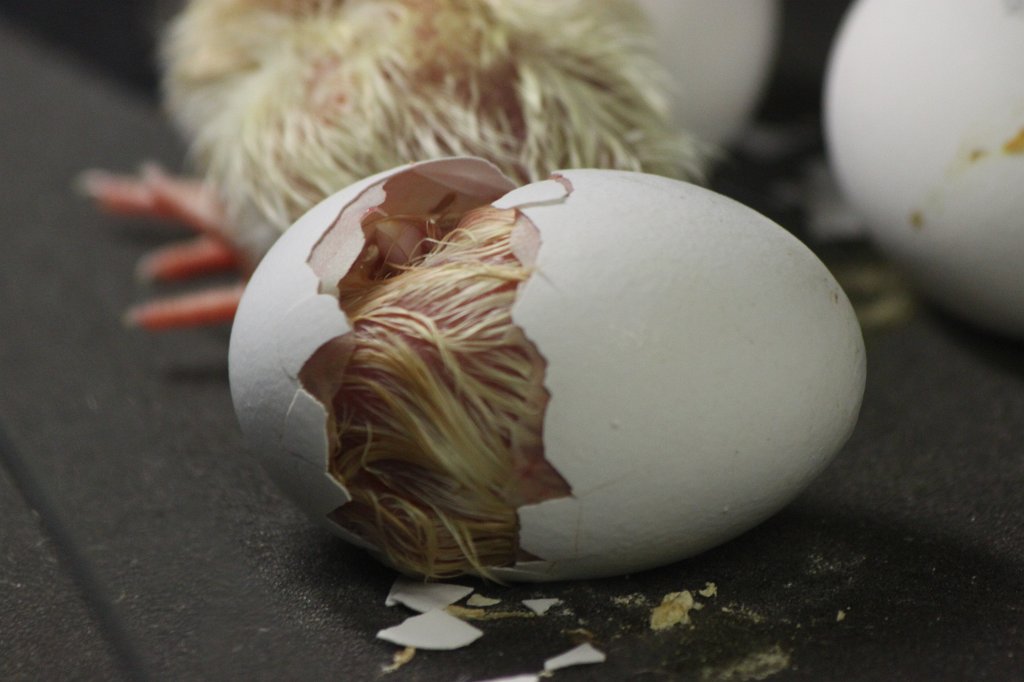 IMG_3406.JPG - Birth of a bird