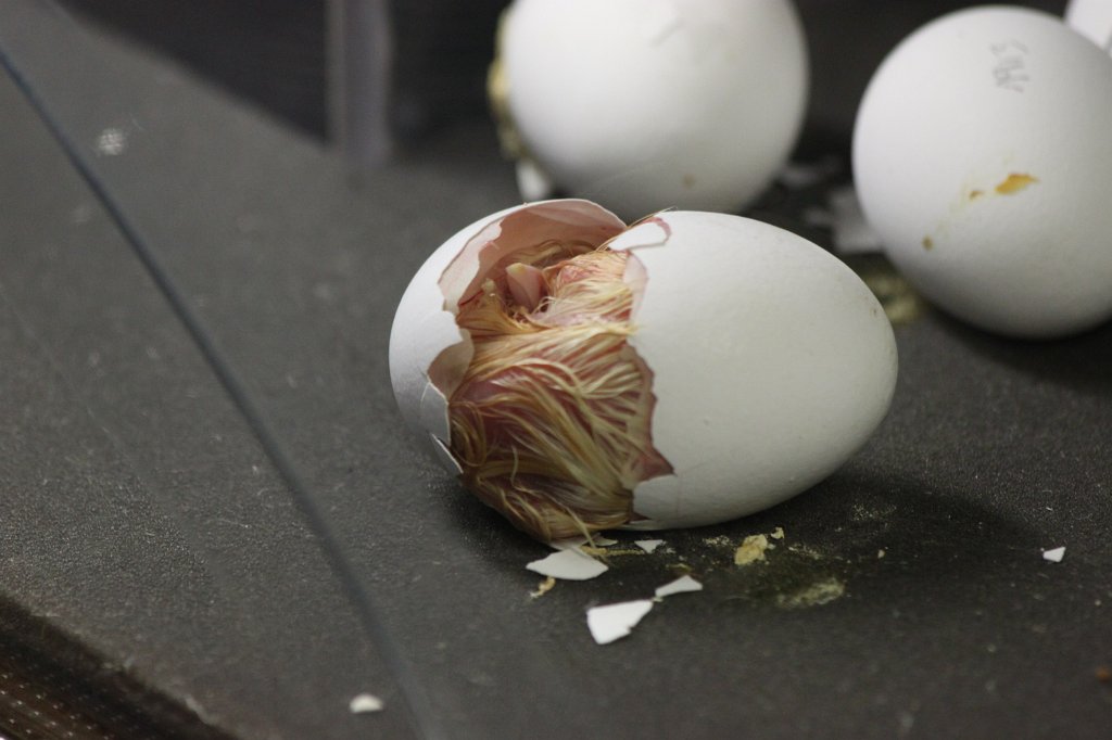 IMG_3408.JPG - Birth of a bird