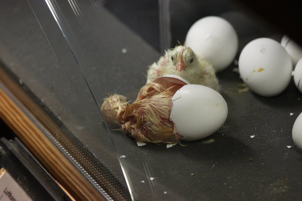 IMG_3414.JPG - Birth of a bird