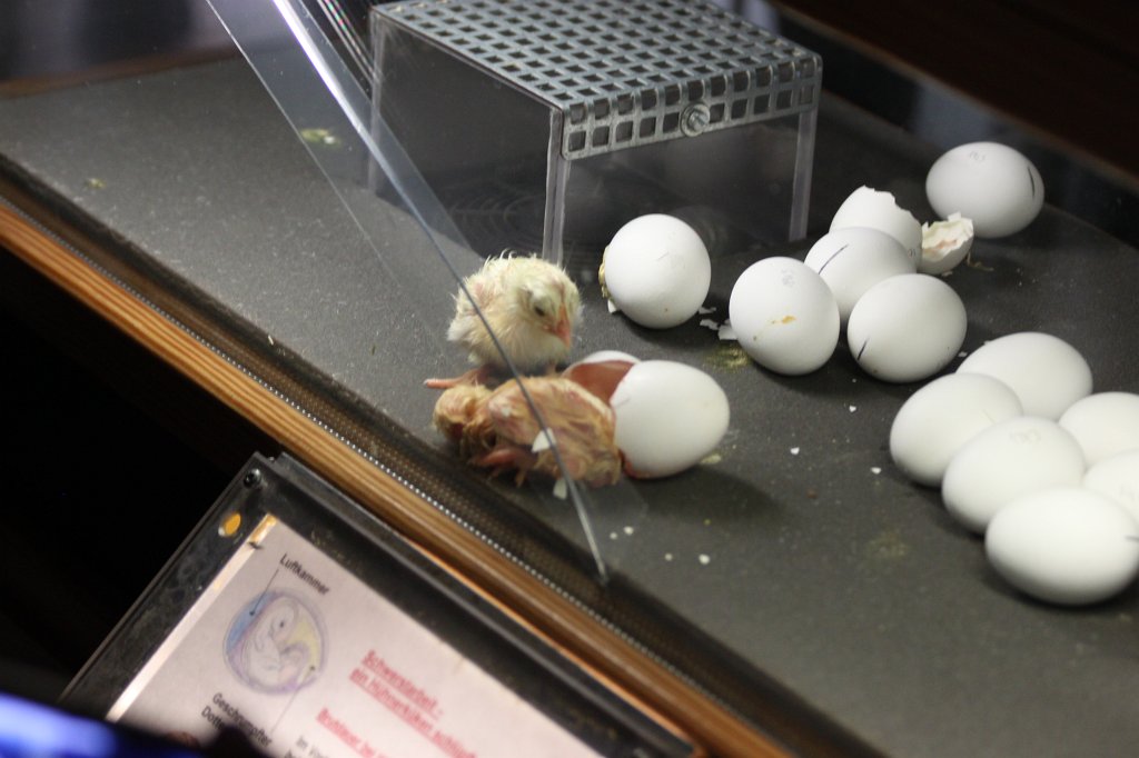 IMG_3416.JPG - Birth of a bird