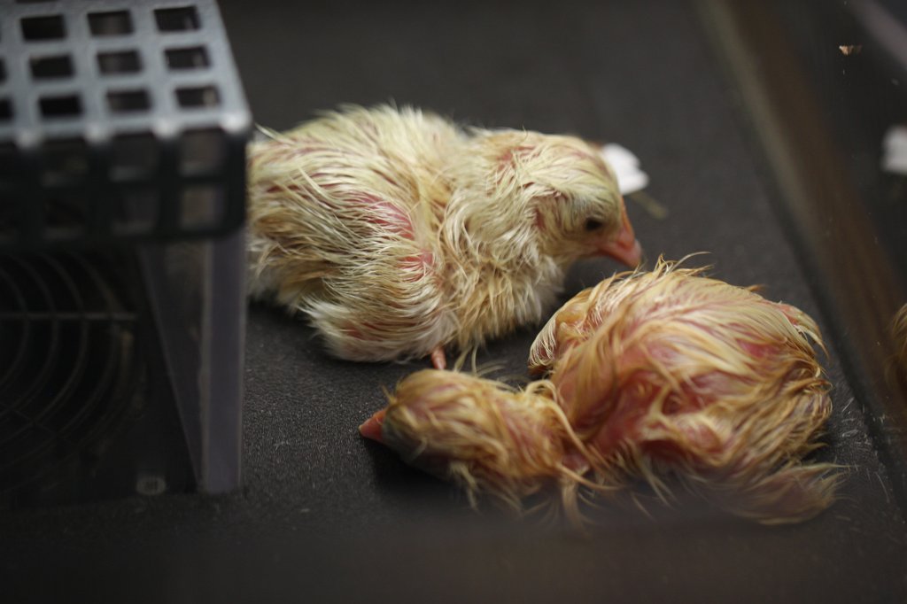 IMG_3424.JPG - Birth of a bird