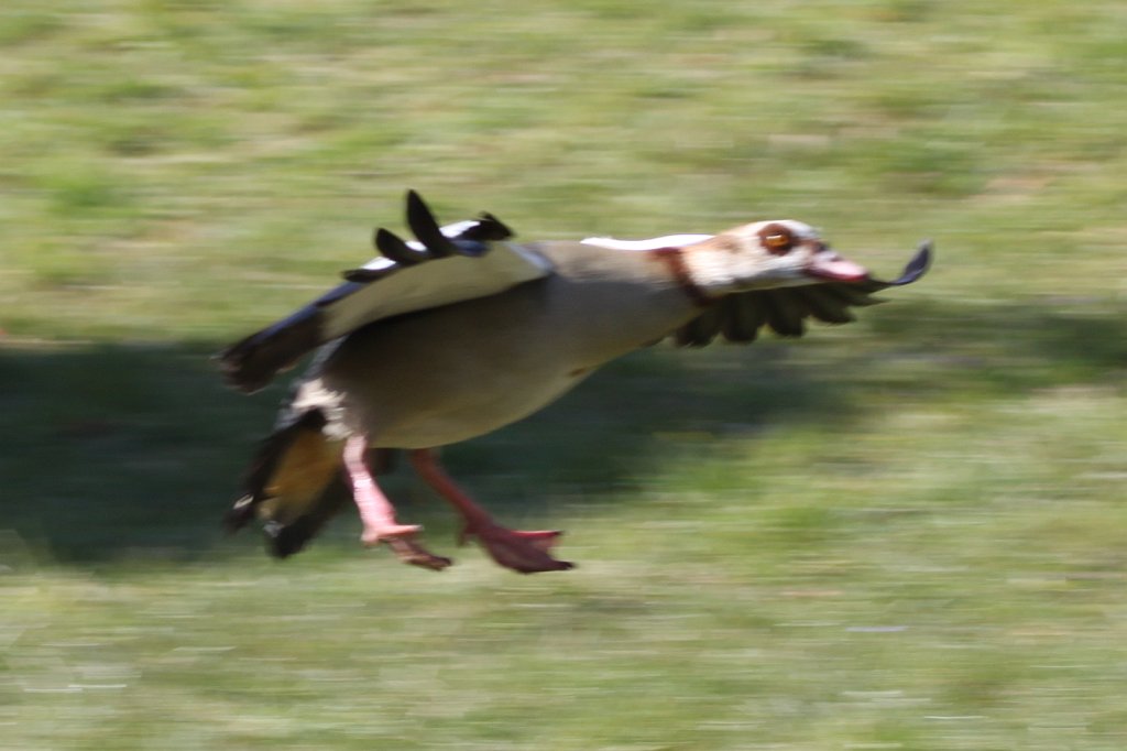 IMG_3430.JPG - Landing duck