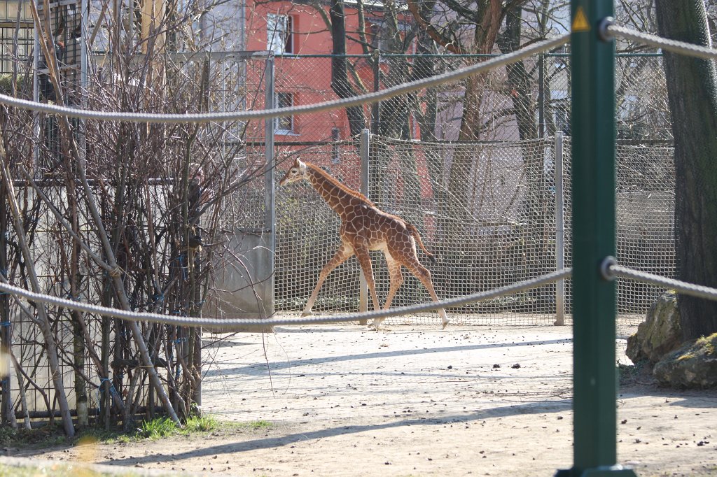 IMG_3434.JPG - Giraffe