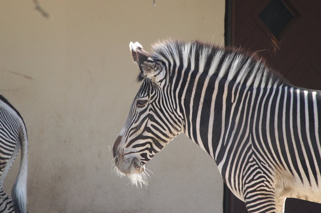 IMG_3439.JPG - Grévy's zebra  http://en.wikipedia.org/wiki/Gr%C3%A9vy%27s_zebra 